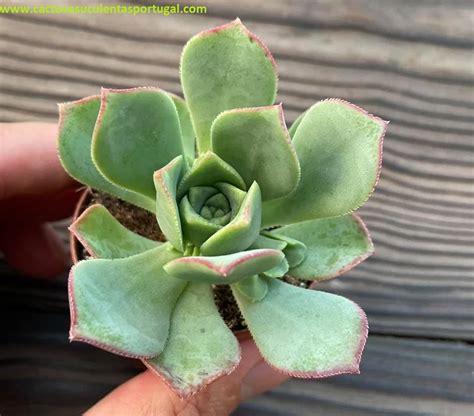 Aeonium Haworthii Cactos E Suculentas Portugal