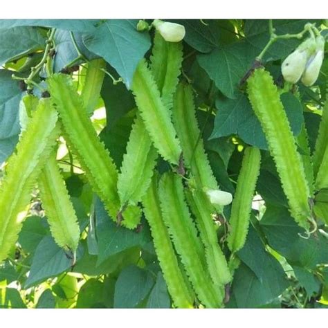 10 Seeds Winged Bean Biji Benih Kacang Botol 四角豆 Lazada