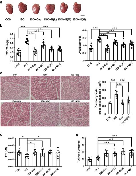 Exogenous Nadph Exerts A Positive Inotropic Effect And Enhances Energy