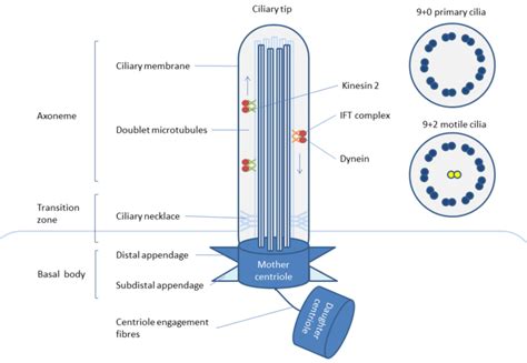 A simplified schematic structure of primary cilia and the... | Download ...