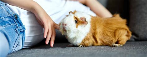 12 Guinea Pig Breeds — Types Of Guinea Pigs Atelier Yuwaciaojp