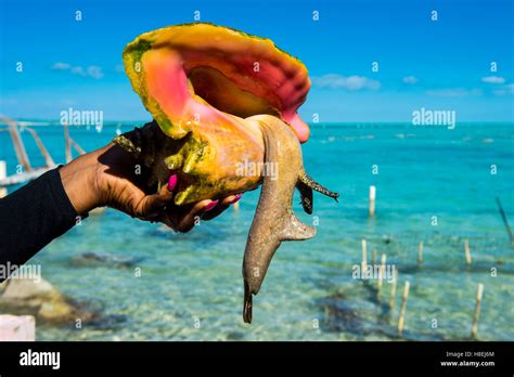 Close Up Of A Giant Conch Lobatus Gigas Caicos Conch Farm Stock