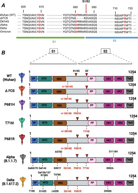 The Spike Stabilizing D614G Mutation Interacts With S1 S2 Cleavage Site