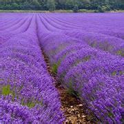 Quando potare la lavanda Tecniche di giardinaggio Quando è meglio