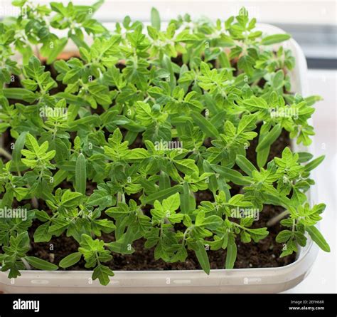 Vegetable Seedlings Hi Res Stock Photography And Images Alamy