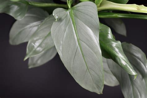 Philodendron Silver Sword Care Guide