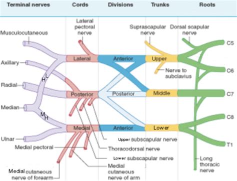 Anatomy II Exam 4 Homework Qs Flashcards Quizlet