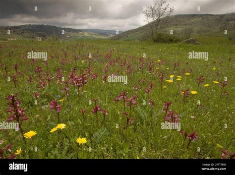 Flowering Pink Butterfly Orchid Orchis Papilionacea Mass With Other