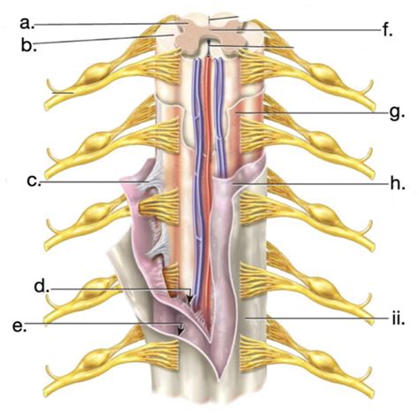 Aandp Lect Chapter 13 Spinal Cord Labeling Flashcards Quizlet