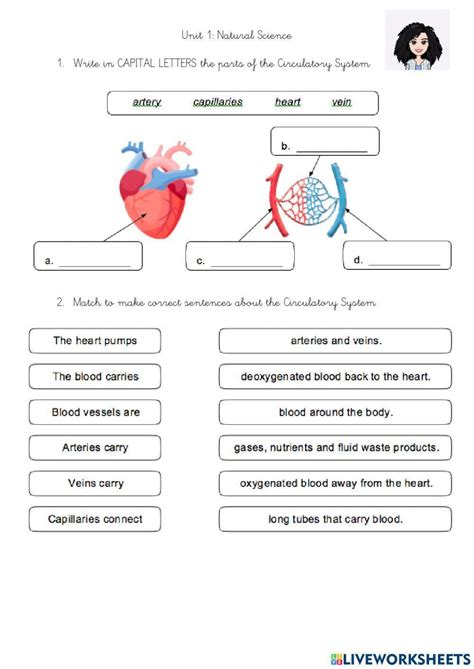 Label The Circulatory System Year 6 Cgp Plus Worksheets Library