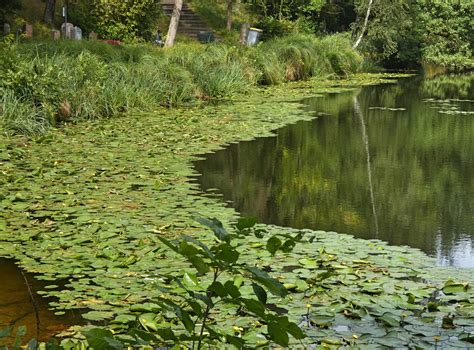 Aus der Kategorie Berliner Friedhöfe Ein Friedhof mit viel Natur