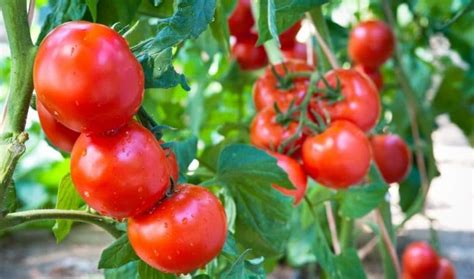 tomatoes  determinate   list  determinate varieties