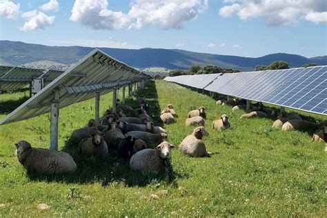 Primi Passi Positivi Per L Agrivoltaico Bioenergie AgroNotizie