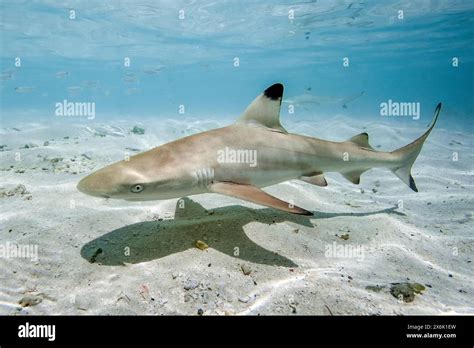 Juvenile Blacktip Reef Shark Carcharhinus Melanopterus Swimming In