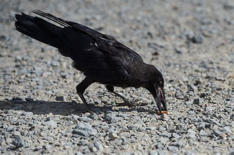 Corvid Cleaning Is Training Crows To Pick Up Cigarette Butts