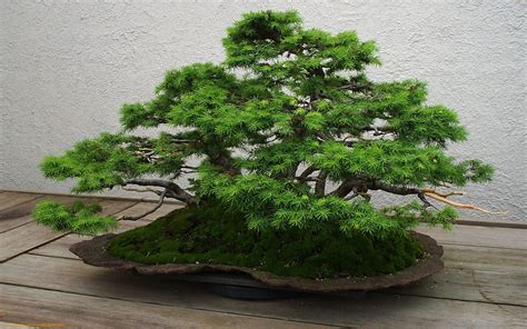 🔥 [60+] Bonsai Tree Wallpapers | WallpaperSafari