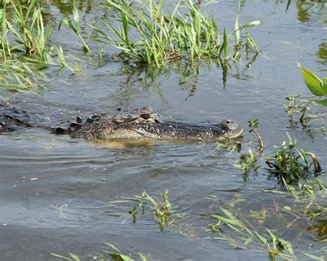 THE 10 BEST Things to Do in Immokalee - 2023 (with Photos) - Tripadvisor