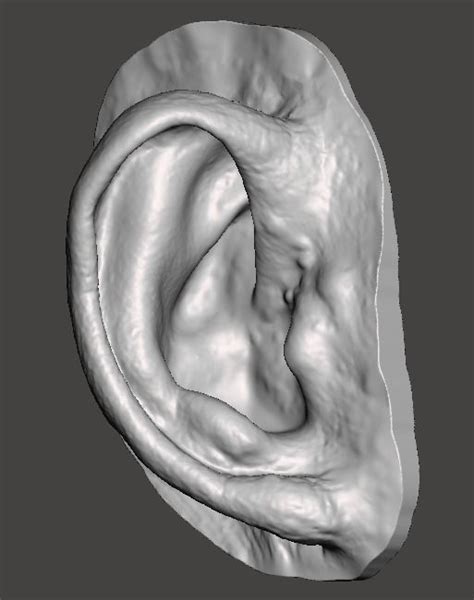 Human Ear Anatomy With Real Skin Texture 3d Model 3d Printable Cgtrader