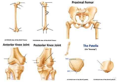 Lab 12 Lower Appendicular Skeleton Diagram Quizlet