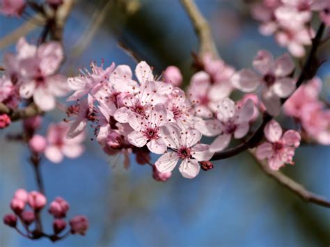 Aston Rowant Oxfordshire Black Leaved Plum Prunus Cerasi Flickr