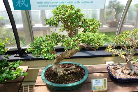 Bonsai Tree Types Indoor