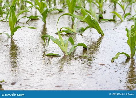 Cornfield Flooding Due To Heavy Rain And Storms In The Midwest Stock