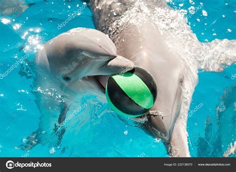 Happy Smiling Bottlenose Dolphins Playing Ball Blue Water Mother Dolphin — Stock Photo ...