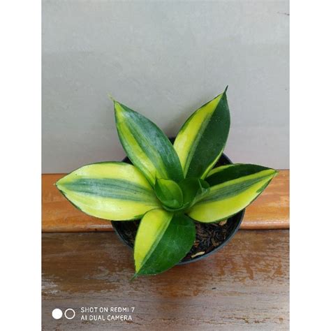 Jual Sansevieria Green Mould Variagata Shopee Indonesia