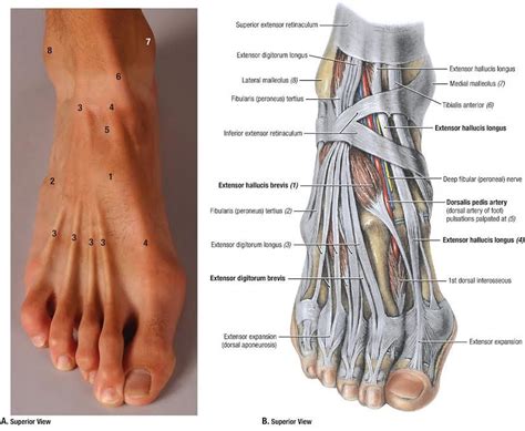 Foot Leg Anatomy ~ Muscles Dorsal Tendon Dorsum Tendons Zhu Heming Nerves Nerve Quizlet