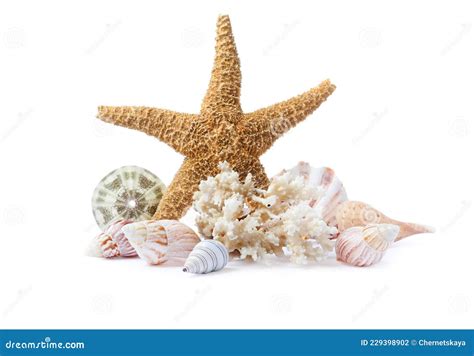 Belas Estrelas Do Mar Corais E Conchas Marinhas Em Fundo Branco Foto De