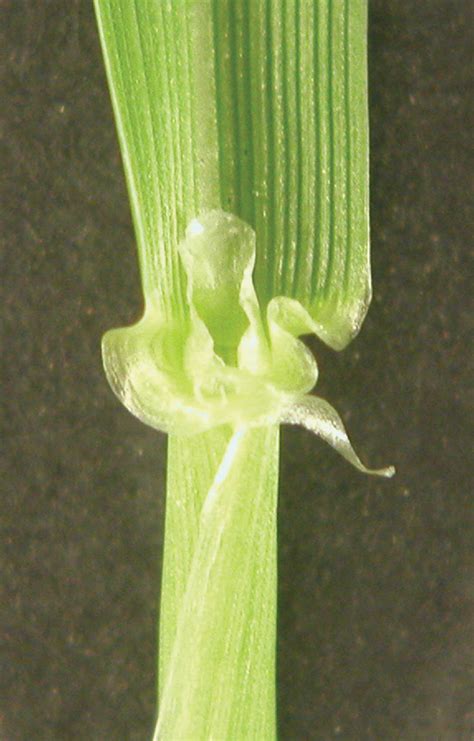 Identification Of Grasses Commonly Found In Oklahoma Wheat Fields Oklahoma State University