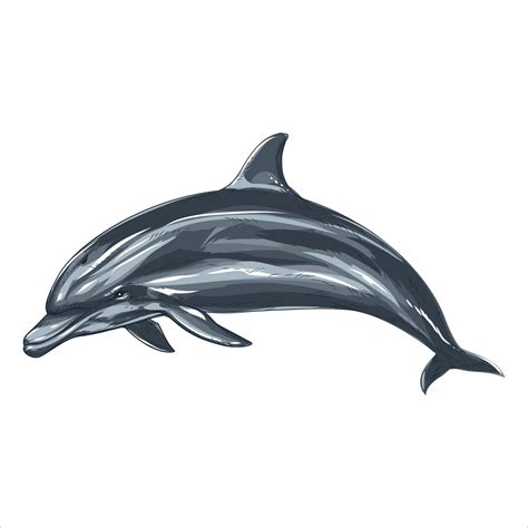 Dolphin Drawing Vector Sketch Hand Drawn Jumping Dolphin Black And