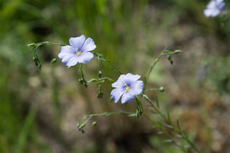 Garten-Navi / Österreichischer Lein - Linum austriacum