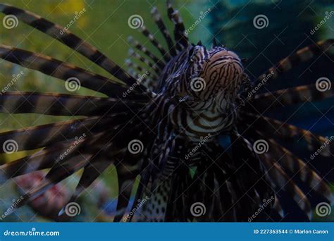 Poisonous Lionfish stock photo. Image of exotic, coral - 227363544