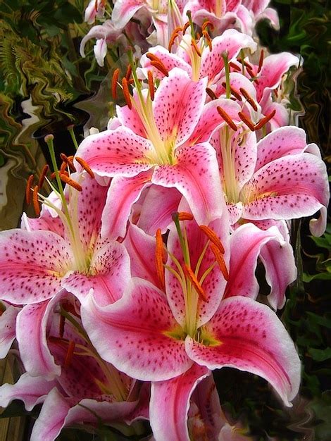 Free Photo Stargazer Lilies Summer Flowers Lily Floral Pink