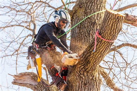 Advanced Tree Cutting Guide — Brandenberger Tree Care Professionals