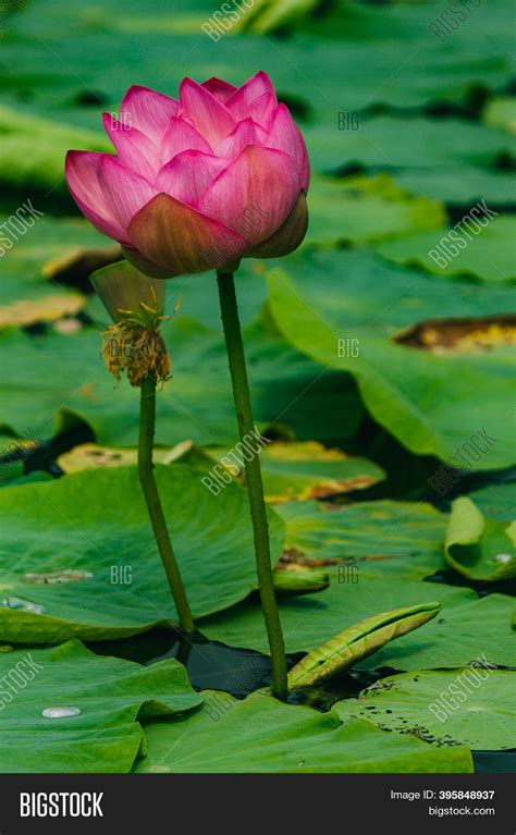 Blooming Water Lily Image And Photo Free Trial Bigstock