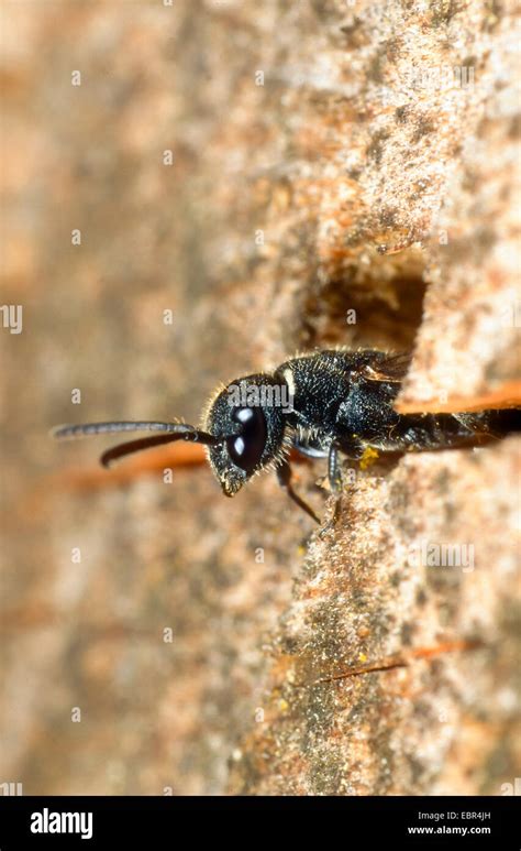 Club Horned Wasp Hi Res Stock Photography And Images Alamy