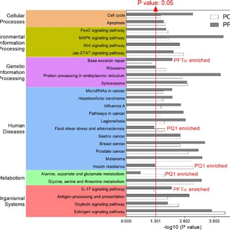 Kegg Pathways Enriched From Degs Induced By Pq1 And Pftα In Sw480