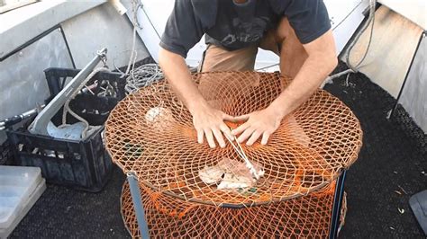 How To Catch Mud Crabs Using Crab Traps And The Best Tides To Set