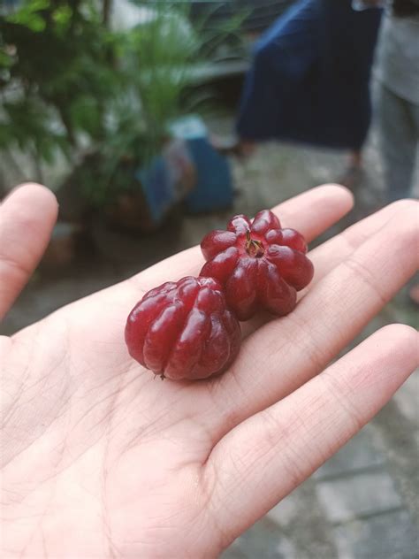 FESS On Twitter Ada Yang Tau Ini Buah Apa Fess