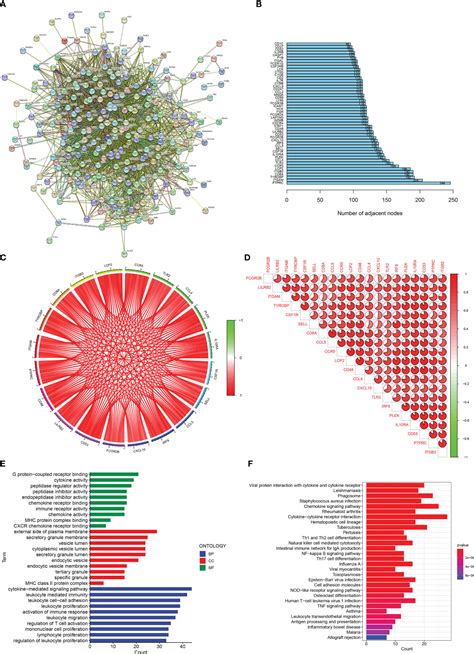 Frontiers Construction Of A Neural Network Diagnostic Model For Renal Fibrosis And