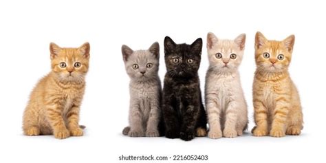 2,435 Lilac British Shorthair Cat Images, Stock Photos, and Vectors | Shutterstock