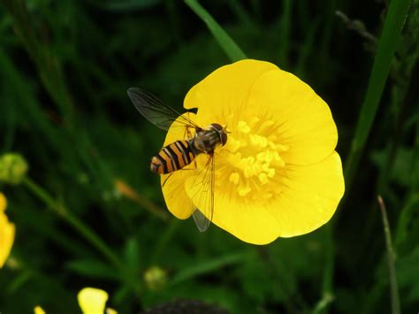 Hoverfly Identification at St Cyrus NNR on 22 July 2016 - NESBReC