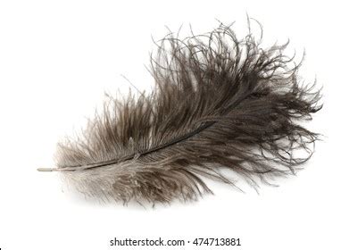 1 096 Ostrich Quill Images Stock Photos 3D Objects Vectors