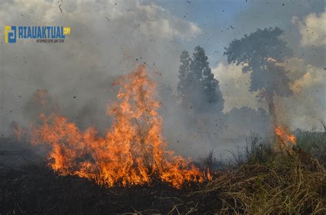 Perkara Karhutla Bmi Tak Kunjung Tahap Ii Ini Penyebabnya