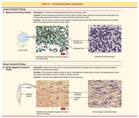 Functions Of Connective Tissue