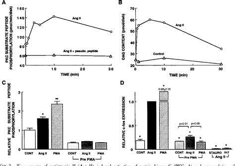 Figure 2 From Signal Transduction Pathways Of Angiotensin Ii Induced C