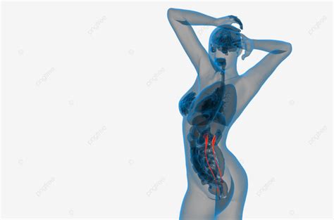 Renderização 3d Médica PNG Da Radiografia Do Ureter Raio X Anatomia