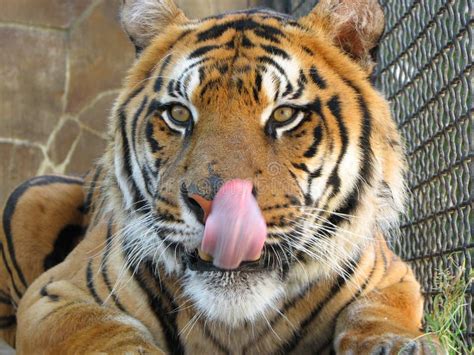 Tiger Licking Lips Stock Photo Image Of Carnivorous Satisfied 3161806